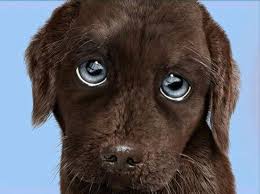 blå ögon hund